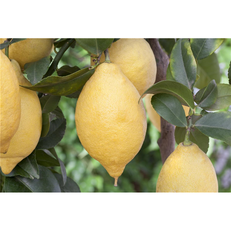 Citrus limon, Zitrone Lüske