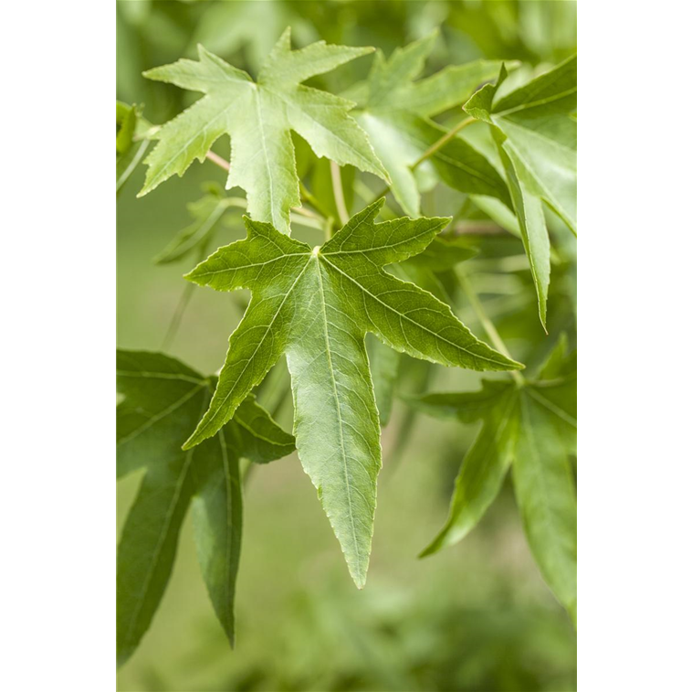 Liquidambar styraciflua, Amerikanischer Amberbaum Bellandris Lüske
