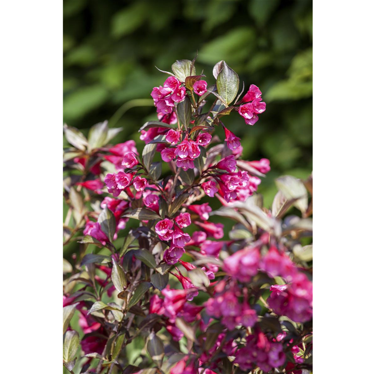 Weigela, Weigelie Bellandris Lüske