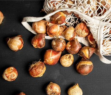 Ziergarten im November