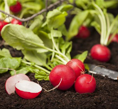 Gemüse-, Kräuter- und Obstgarten im Mai Gemüse-, Kräuter- und Obstgarten im Mai