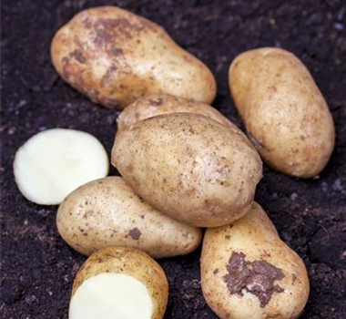Gemüse-, Kräuter- und Obstgarten im Februar Gemüse-, Kräuter- und Obstgarten im Februar