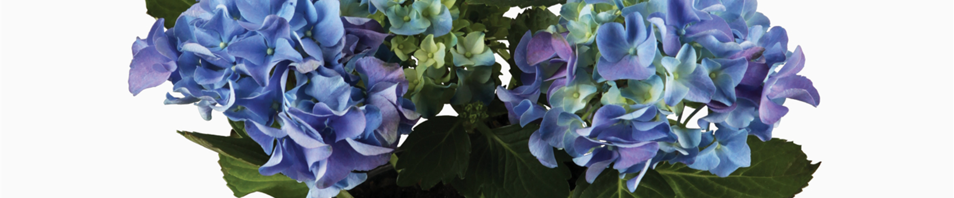 Hortensie.jpg Hortensie.jpg