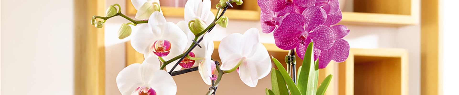 Jumbotron_Orchideen1.jpg Jumbotron_Orchideen1.jpg