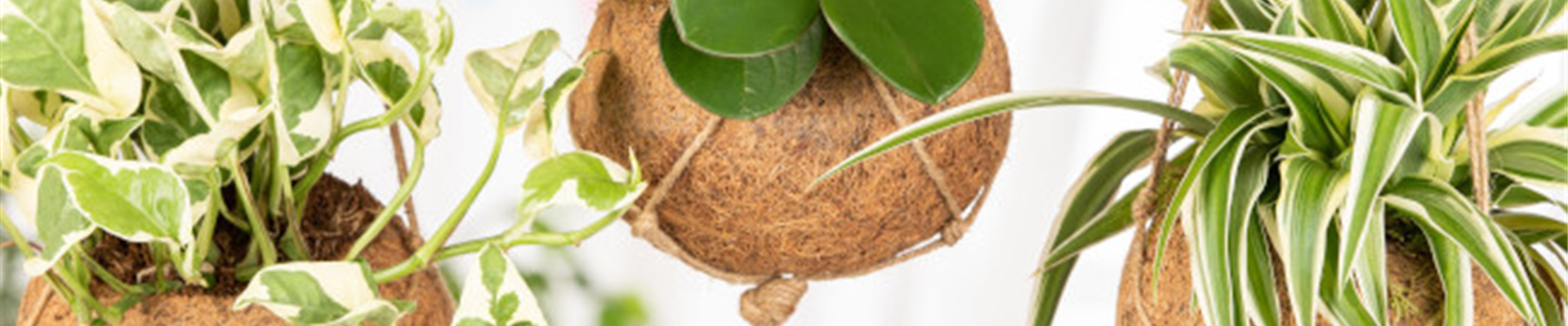 GS_Kokedama.jpg GS_Kokedama.jpg