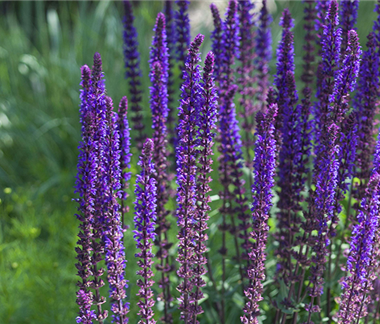  Insektenfreundlicher Ziergarten 