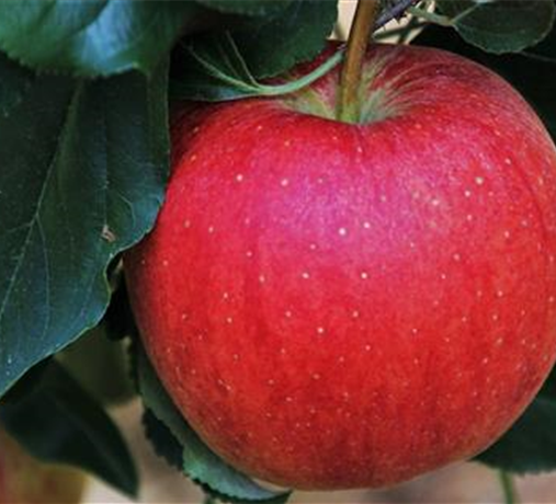 Bio-Sortiment Bio-Sortiment