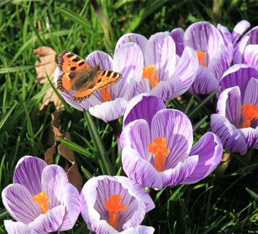 Blumenzwiebeln Blumenzwiebeln