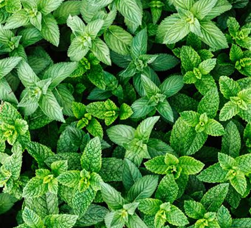 Gemüse, Kräuter & Obst