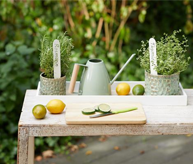 So gelingt die Anzucht!