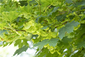Acer platanoides