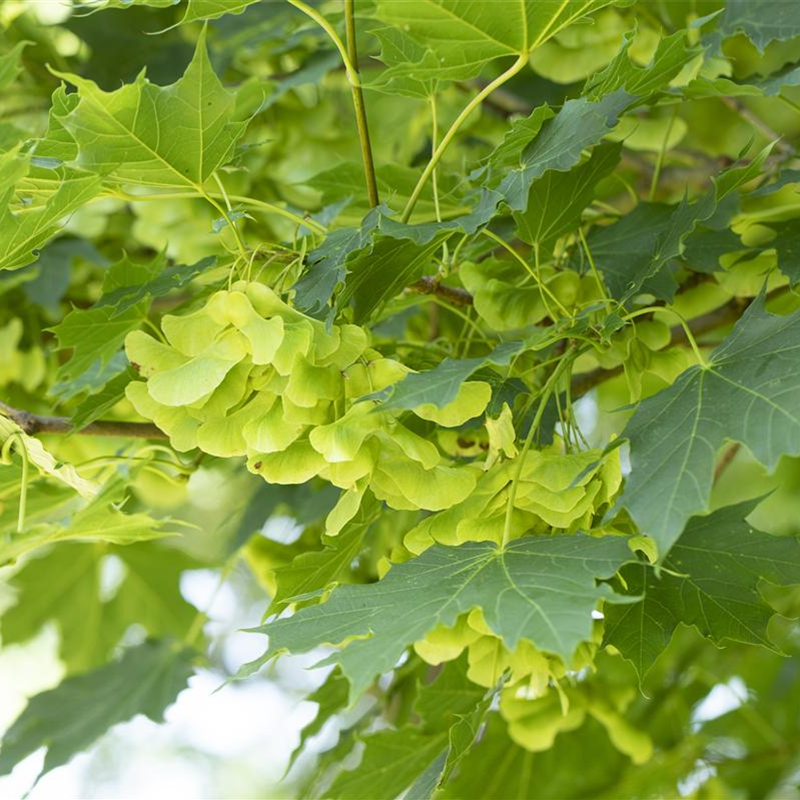 Acer platanoides Acer platanoides