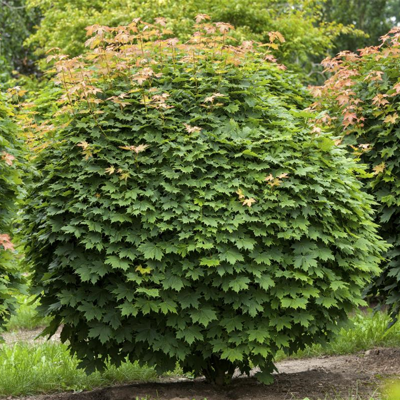 Acer platanoides 'Globosum' Acer platanoides 'Globosum'