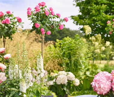 Rosen und Sommerstauden