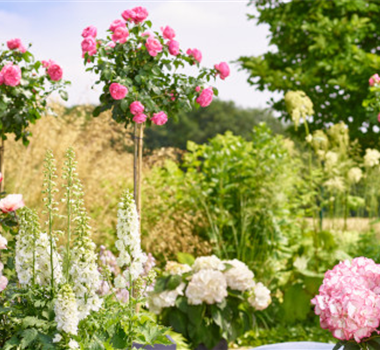Rosen und Stauden Rosen und Stauden