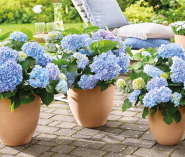 Geballte Blütenpracht