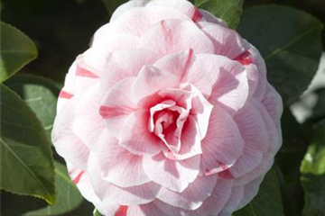 Camellia