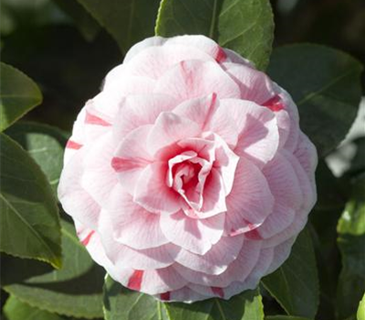 Camellia
