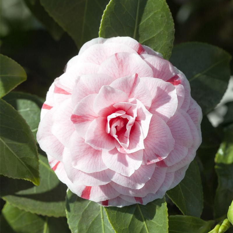 Camellia Camellia