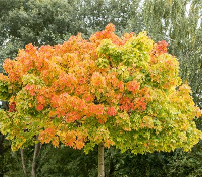 Acer platanoides 'Globosum', Stamm