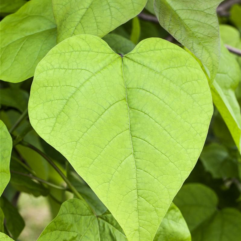 Catalpa bignonioides 'Nana' Catalpa bignonioides 'Nana'