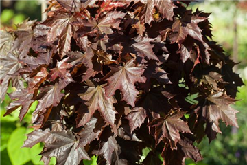 Acer platanoides 'Crimson Sentry', Stamm