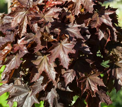 Acer platanoides 'Crimson Sentry', Stamm