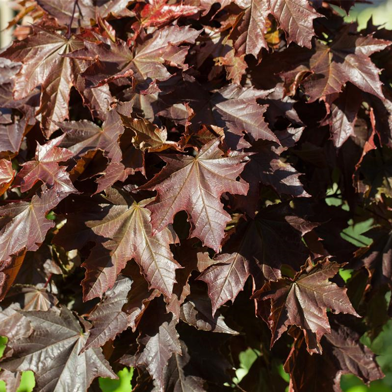 Acer platanoides 'Crimson Sentry', Stamm Acer platanoides 'Crimson Sentry', Stamm