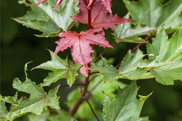 Acer platanoides 'Crimson Sentry'