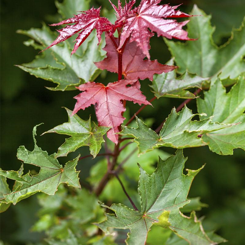 Acer platanoides 'Crimson Sentry' Acer platanoides 'Crimson Sentry'