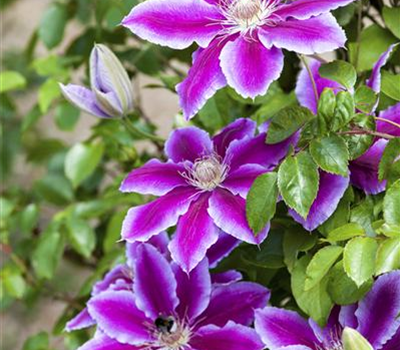 Clematis