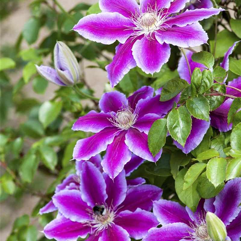 Clematis Clematis