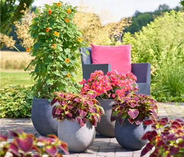 Sommerschönheiten für Balkon und Garten