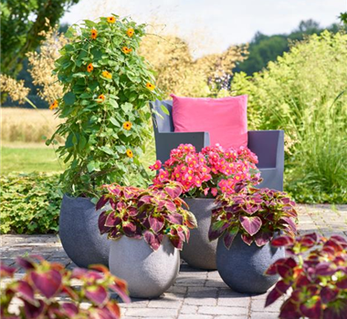 Sommerschönheiten für Balkon und Garten Sommerschönheiten für Balkon und Garten