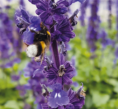 Insektenfreundliche Stauden und Pflanzen Insektenfreundliche Stauden und Pflanzen
