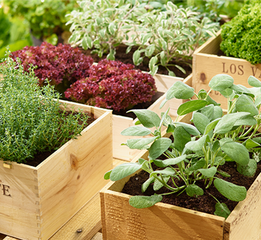 Sommerzeit ist Kräuterzeit Sommerzeit ist Kräuterzeit
