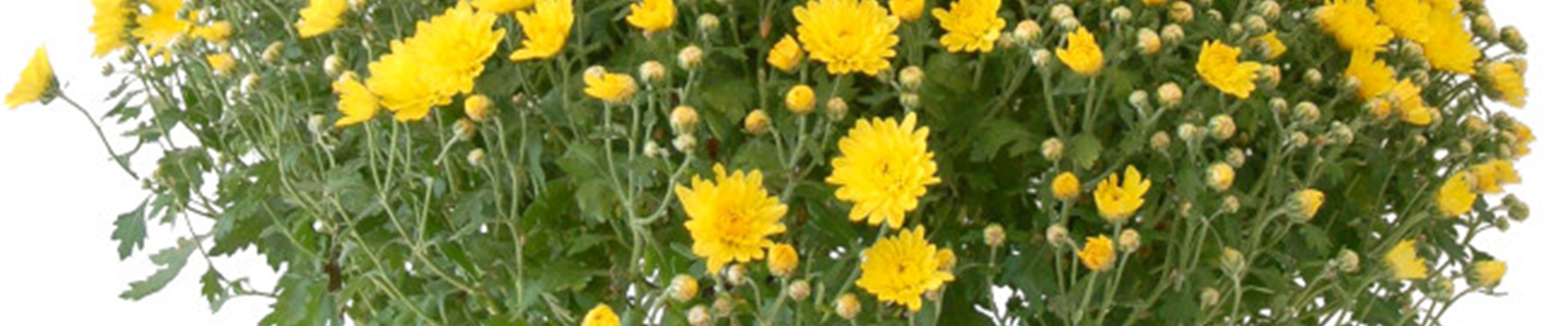 GS_chrysantheme.jpg GS_chrysantheme.jpg