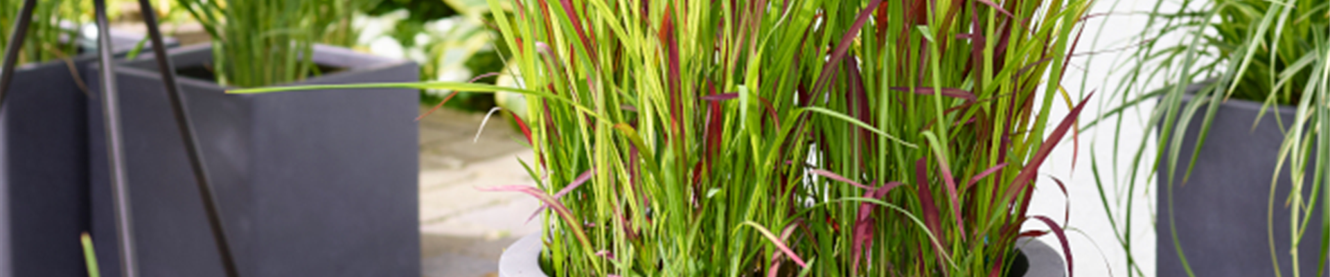 GSslider_Japanisches_Blutgras.jpg GSslider_Japanisches_Blutgras.jpg