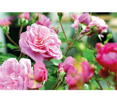 Pflegeleichte Blütenträume