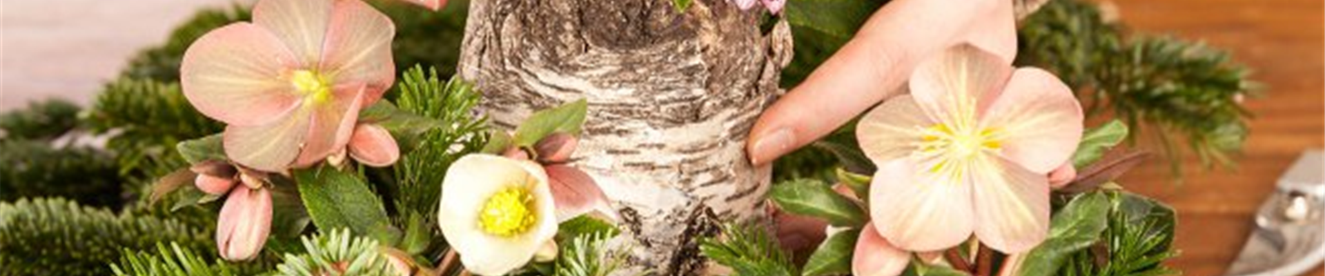 GS_527487_Helleborus.jpg GS_527487_Helleborus.jpg