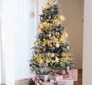 Oh Tannenbaum: Finde den Richtigen Oh Tannenbaum: Finde den Richtigen