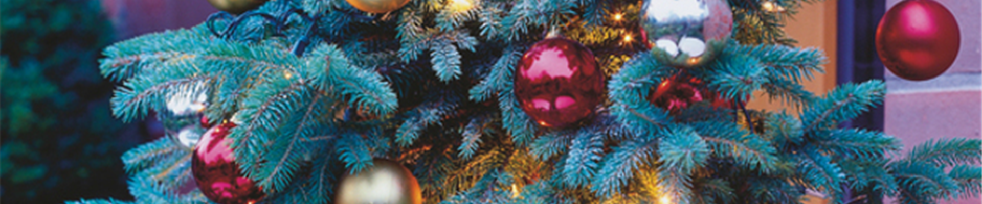 GS_650x650_Stimmungsbild Weihnachten_49593_SAGAFLOR_AG_Web_unbekannt.jpg GS_650x650_Stimmungsbild Weihnachten_49593_SAGAFLOR_AG_Web_unbekannt.jpg