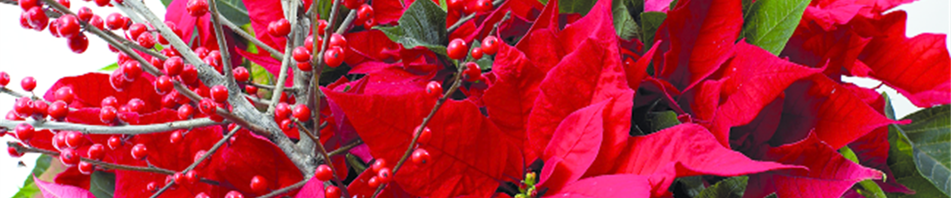 GS_650x650_csm_euphorbia_pulcherrima5_43a16916af.png GS_650x650_csm_euphorbia_pulcherrima5_43a16916af.png