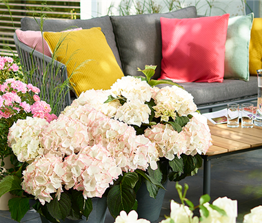 Blütenträume mit Rosen und Hortensien