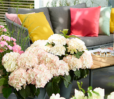 Blütenträume mit Rosen und Hortensien