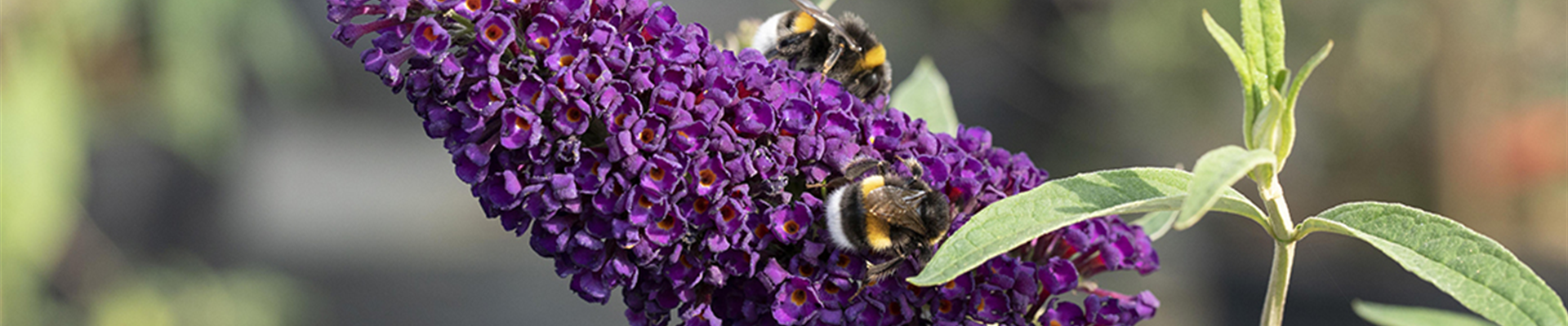 jumbo_juli_insekten.jpg jumbo_juli_insekten.jpg