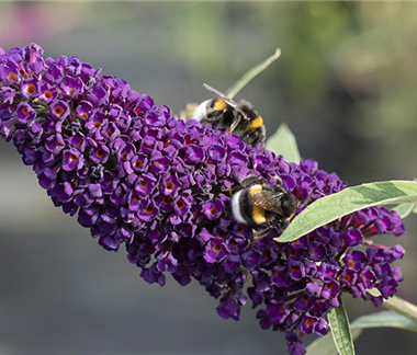 Duftende Schönheiten für einen lebendigen Garten