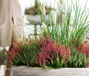 Gräser als Terrassenschmuck