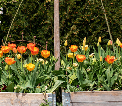 Den Frühlingszauber pflanzen