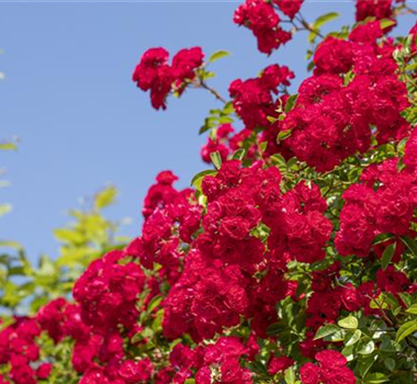 Die richtige Rosenpflege - Tipps & Tricks Die richtige Rosenpflege - Tipps & Tricks
